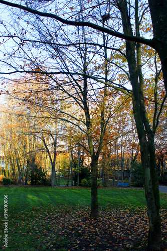 Paysage d'automne avec des arbres jaunes, feuillage coloré, le soleil rayonnant à travers les arbres et le ciel bleu