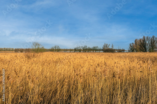 Large reed bed in the foreground of the Dutch National Park De Biesbosch near the village of Werkendam, municipality of Altena, province of North Brabant. The photo was taken on a sunny day in winter.