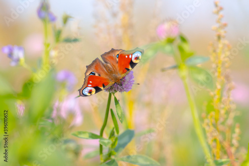 Aglais io, Peacock butterfly pollinating on flowers. Top view, open wings