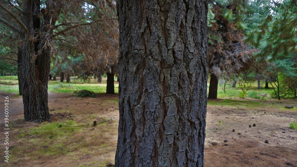 Tree in a forest Tree in a forest