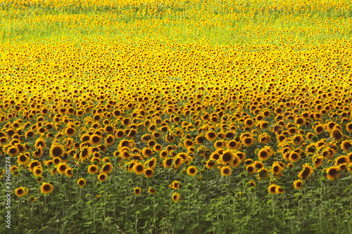 field of sunflowers