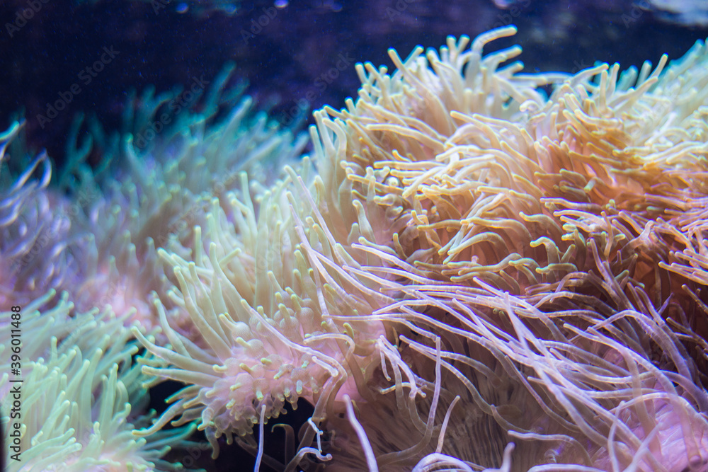 Sea anemone aquarium Sea anemone aquarium