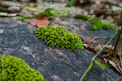 Φωτογραφία clump of green moss on rock