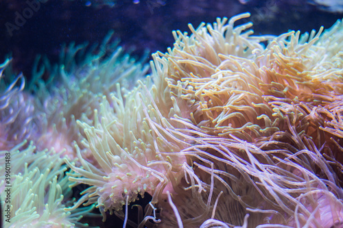 Sea anemone aquarium