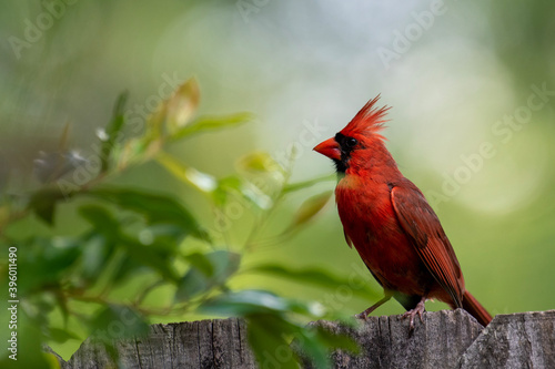 Northern cardinal on a fence