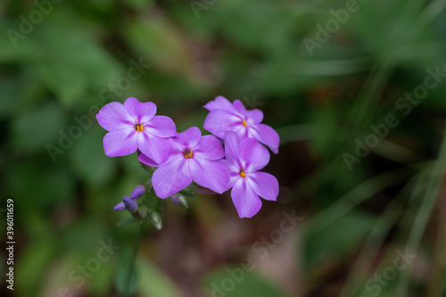 purple woodland phlox flowers