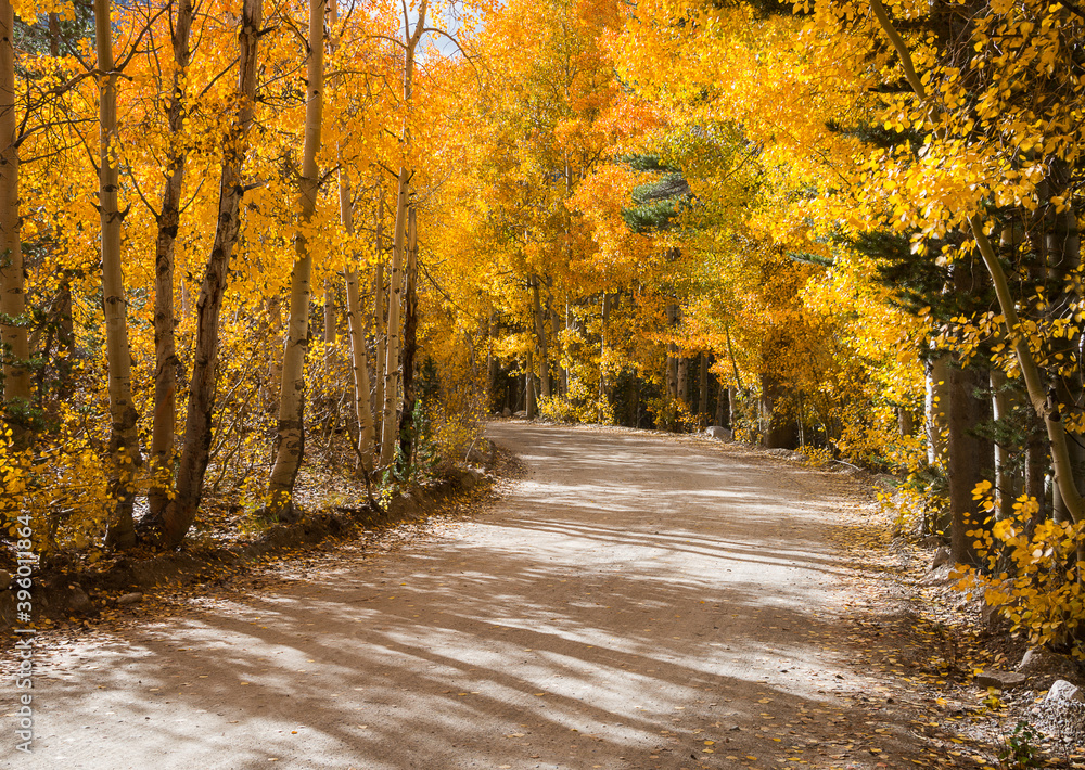 Obraz premium Fall Road