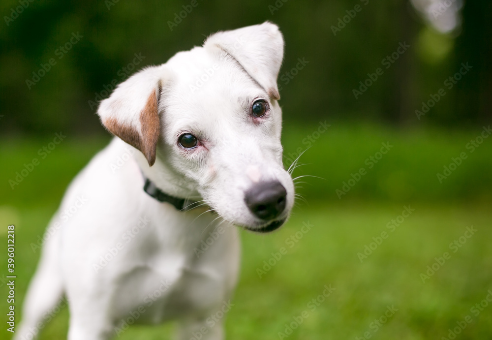 A curious Jack Russell Terrier dog listening with a head tilt