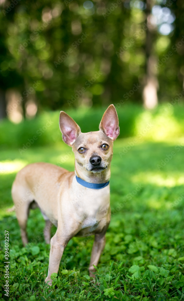 A Chihuahua dog with large ears standing outdoors and looking at the camera
