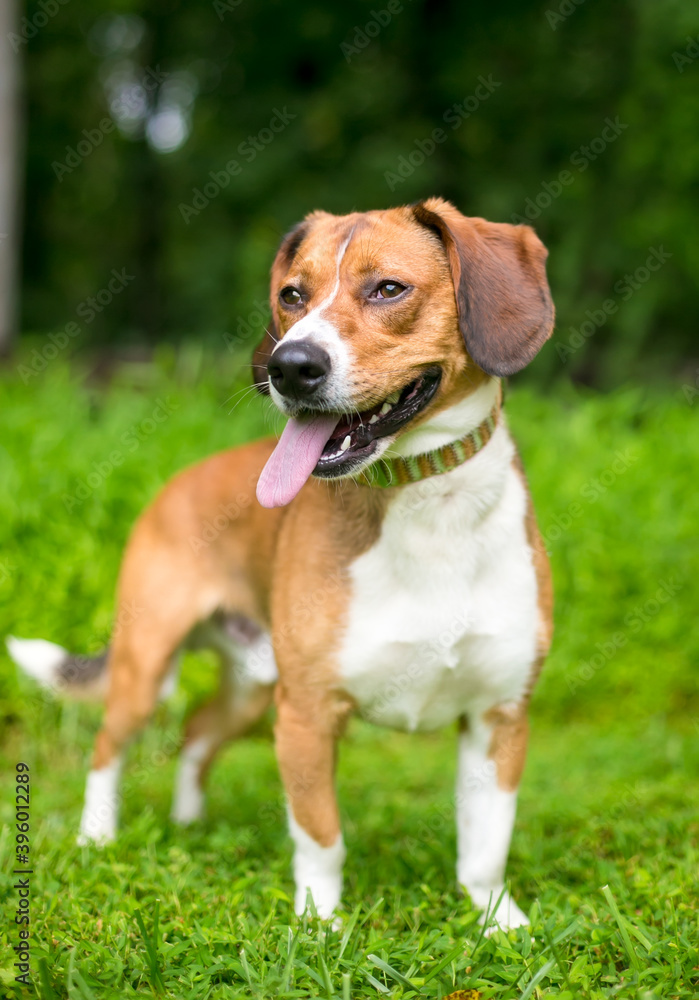 A Beagle mixed breed dog standing outdoors and panting A Beagle mixed breed dog standing outdoors and panting