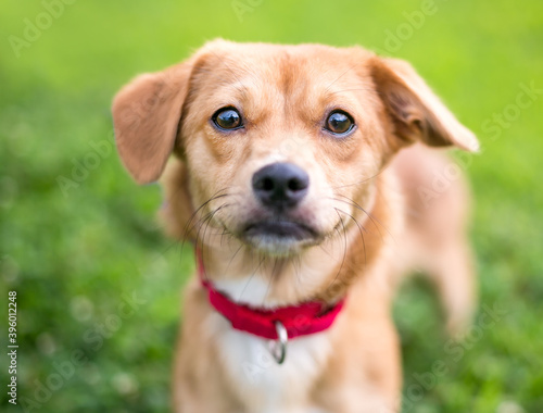 A cute brown mixed breed dog with floppy ears  wearing a red collar