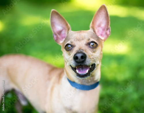 A happy Chihuahua dog with large ears standing outdoors