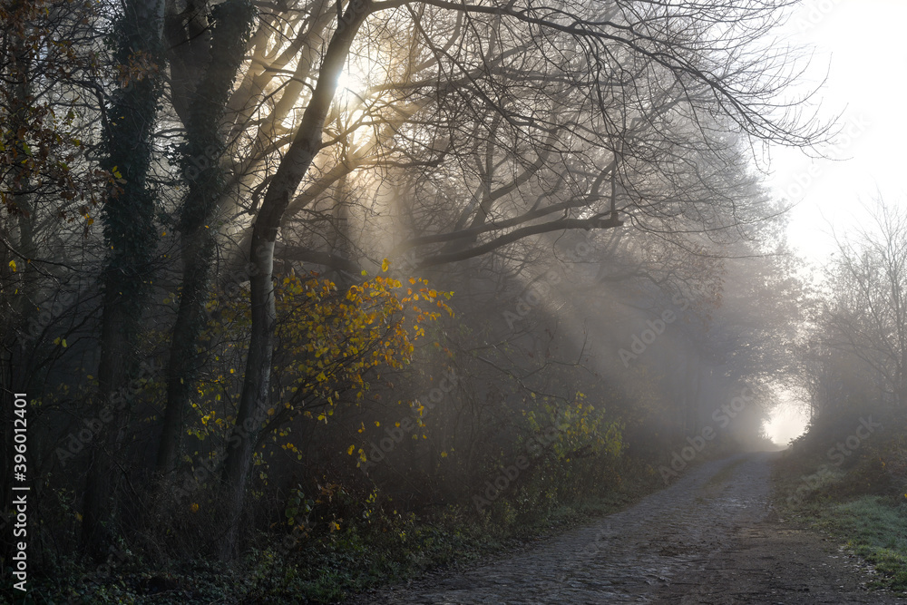 Obraz premium Sunrays are shining through the trees on a narrow country lane at the edge of the forest on a hazy morning, copy space