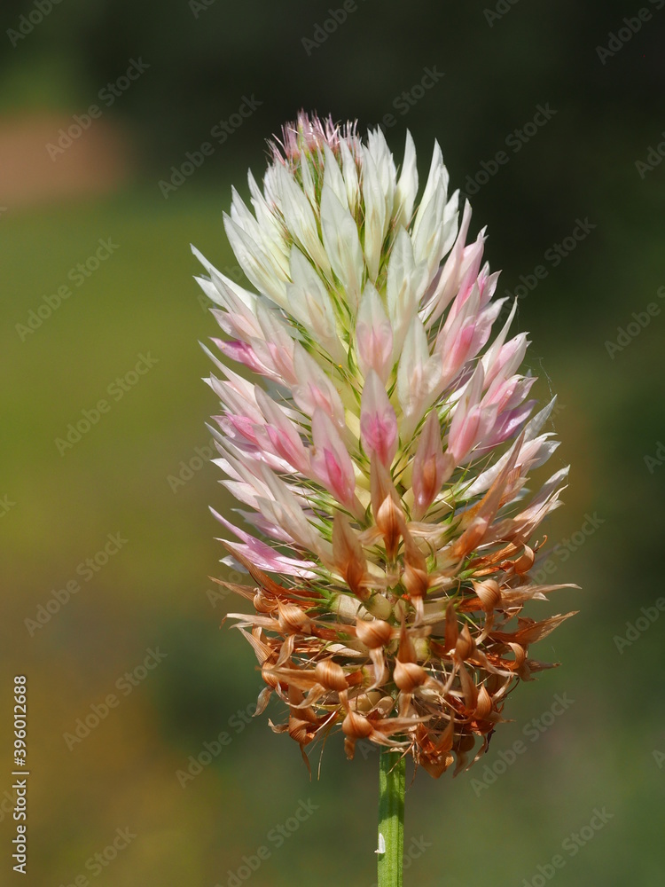 Arrowleaf Clover (Trifolium vesiculosum) Arrowleaf Clover (Trifolium vesiculosum)