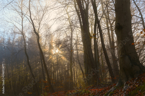 Golden sunrays are shining through a mixed forest on a hazy morning in autumn or winter, nature landscape