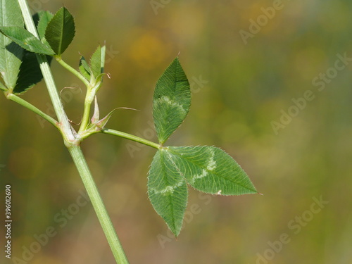 Arrowleaf Clover (Trifolium vesiculosum)