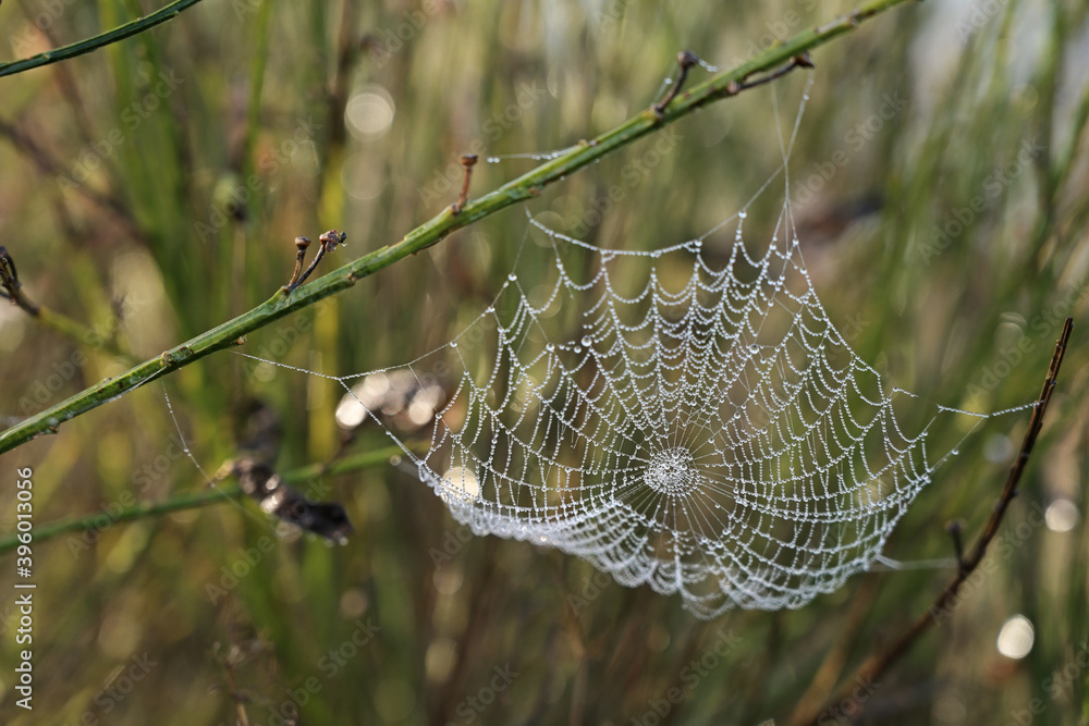 Spider web with dew drops between the stalks in a green meadow, selected focus