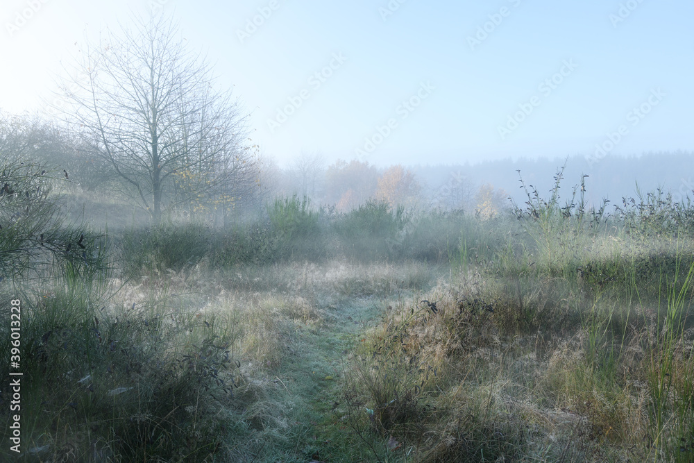 Rural meadow landscape with grasses, broom bushes and bare trees in the frosty morning mist, copy space Rural meadow landscape with grasses, broom bushes and bare trees in the frosty morning mist, copy space
