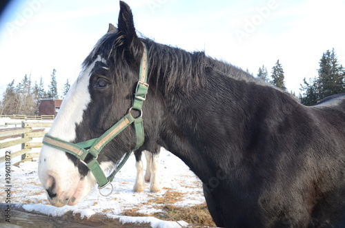 Black horse with a wite stripe side profile