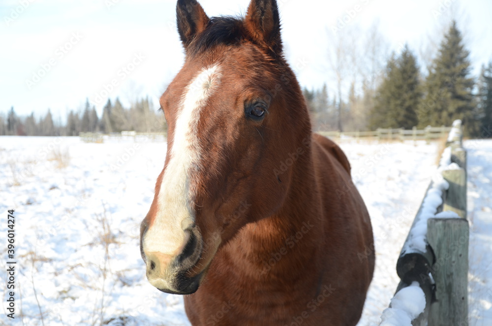 Brown horse front profile Brown horse front profile