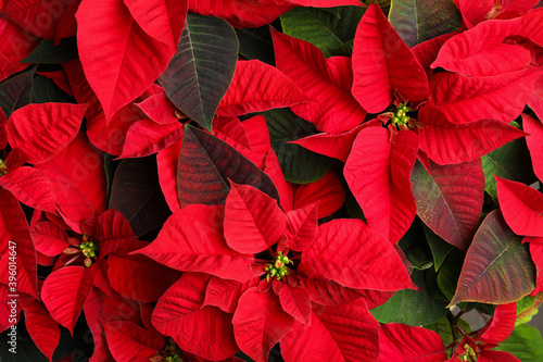 Red Poinsettia as background  closeup. Christmas traditional flower