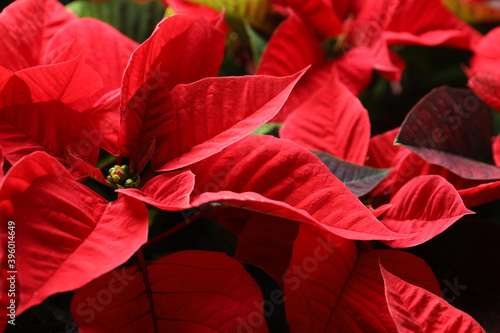 Red Poinsettia as background, closeup. Christmas traditional flower