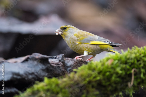 European greenfinch (Chloris chloris) in the italian apennines, Italy.