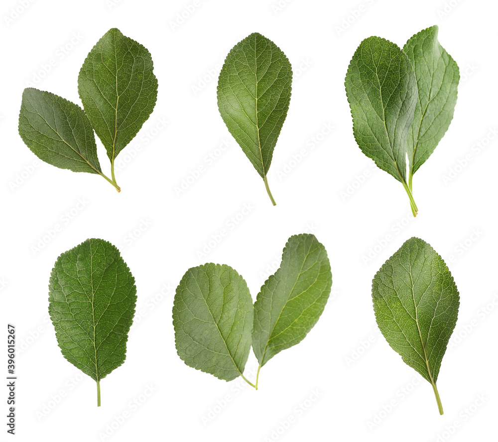 Set of green plum leaves on white background Set of green plum leaves on white background