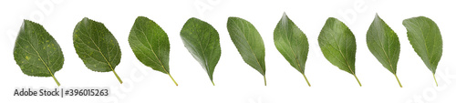 Set of green plum leaves on white background  banner design
