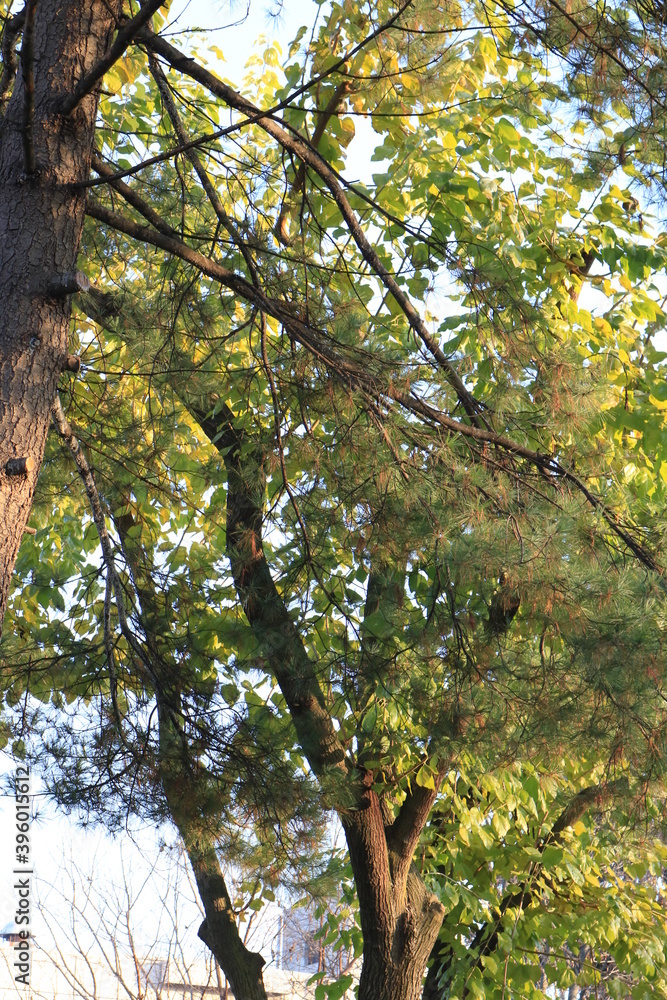 Fototapeta premium forest tree