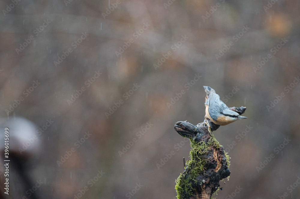 Fototapeta premium Eurasian nuthatch (Sitta europaea), Italy.