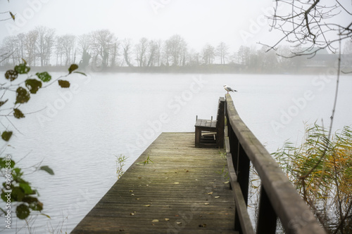 Wooden jetty at the lake with a seagull on a gray misty autumn day, copy space