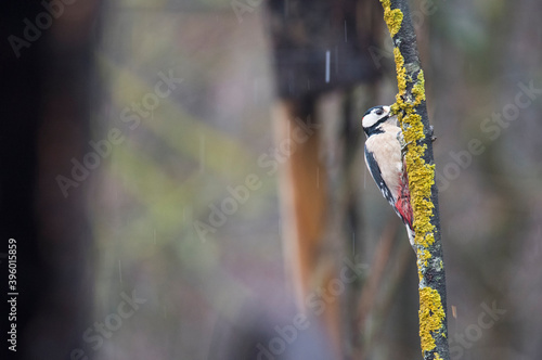 Great spotted woodpecker (Dendrocopos major), Italy. photo