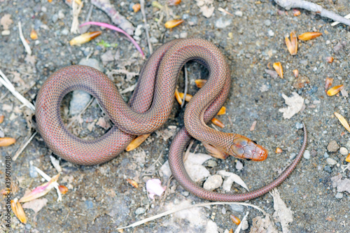 ジムグリの幼蛇（北海道・知床） 