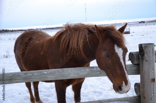 Brown horse looking over a fence with a snowy background