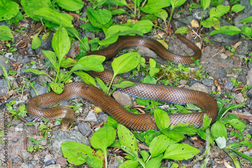 ジムグリの成蛇（北海道・知床） 