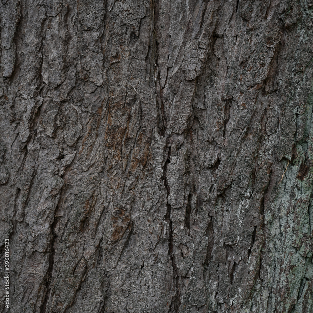 Bark on an old tree trunk, background texture with copy space Bark on an old tree trunk, background texture with copy space