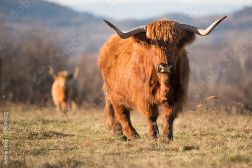 Beautiful horned Highland Cattle