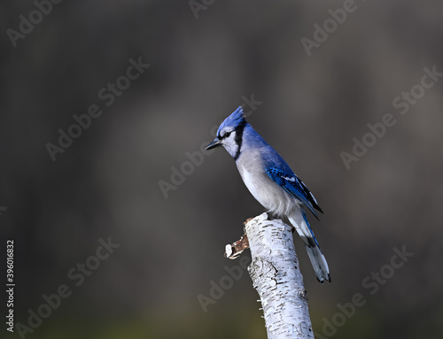 Blue Jay Perched on Birch Tree on Dark Background in Fall