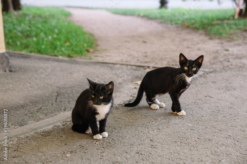 Two cute black and white kittens on the street near the house, homeless animals.