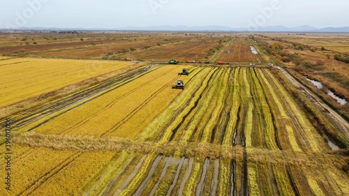 Autumn harvesting on rice fields