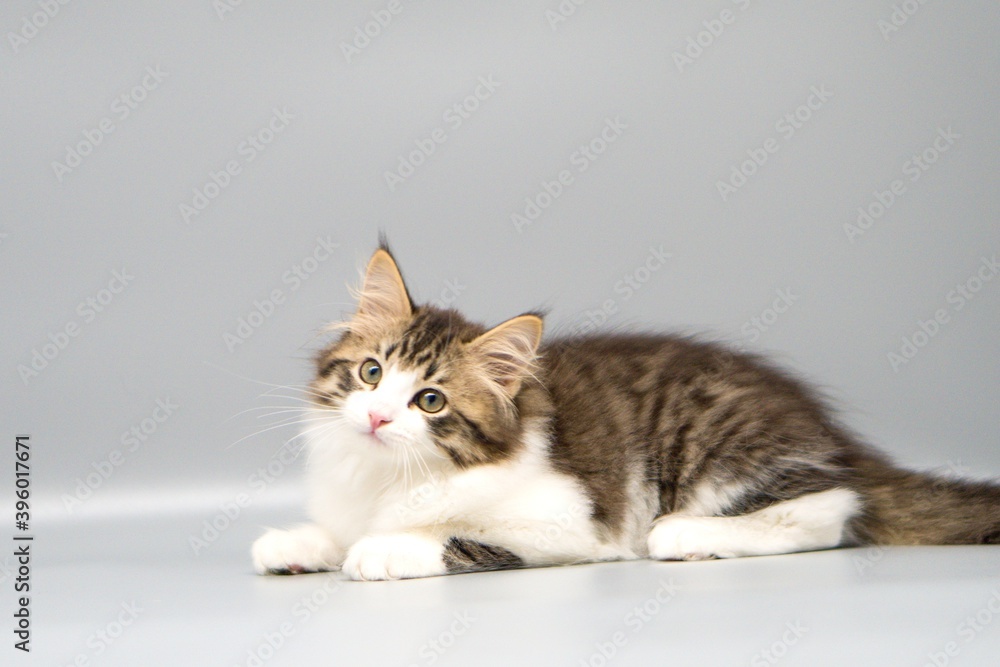 Obraz premium Siberian cat on gray backgrounds