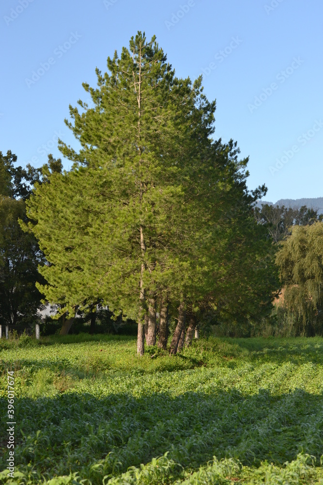 Obraz premium trees in the forest