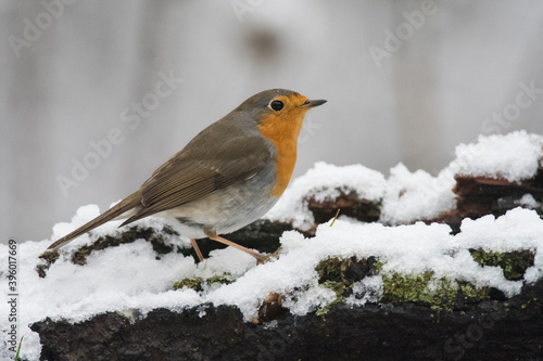 European robin (Erithacus rubecula) in winter, apennine mountains, Italy. © Federico