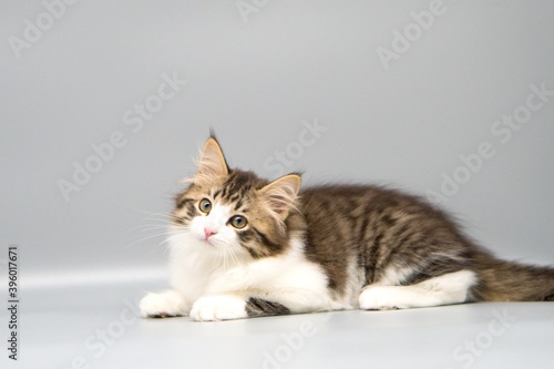 Siberian cat on gray backgrounds