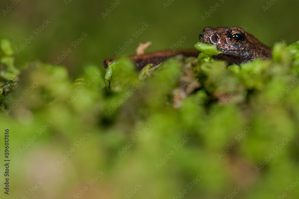 Fototapeta premium North west italian cave salamander (Hydromantes strinatii) juvenile, Italy.