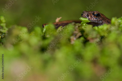 North west italian cave salamander (Hydromantes strinatii) juvenile, Italy.