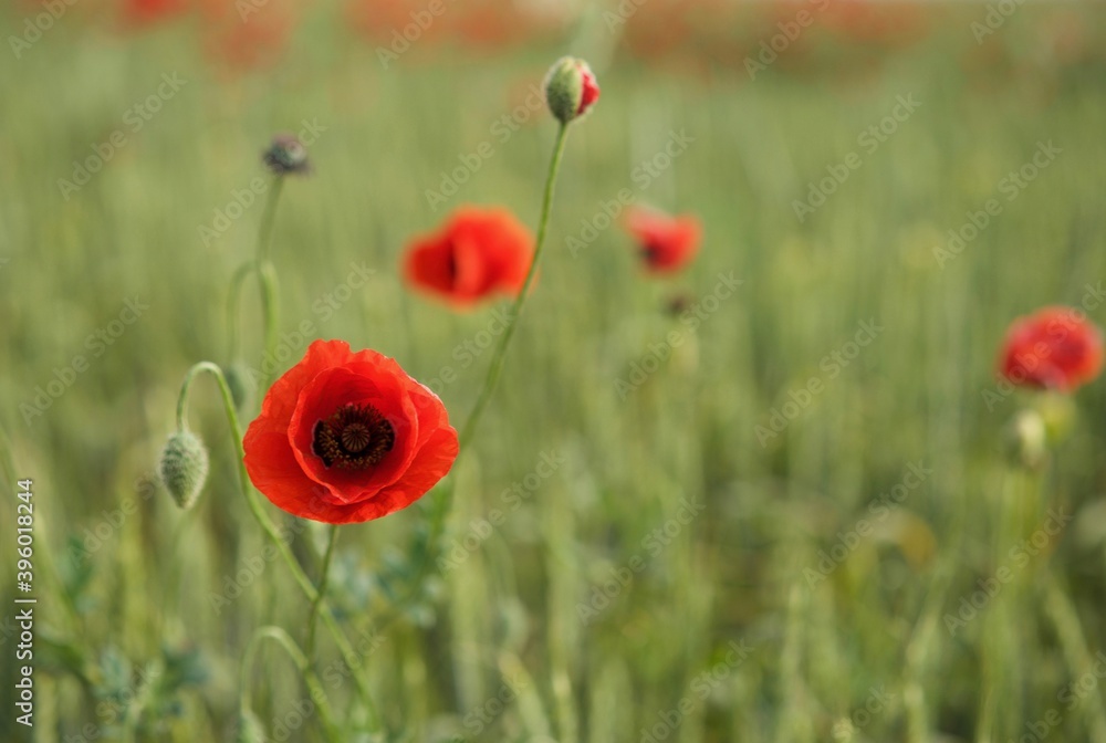 Obraz premium red poppy in a field