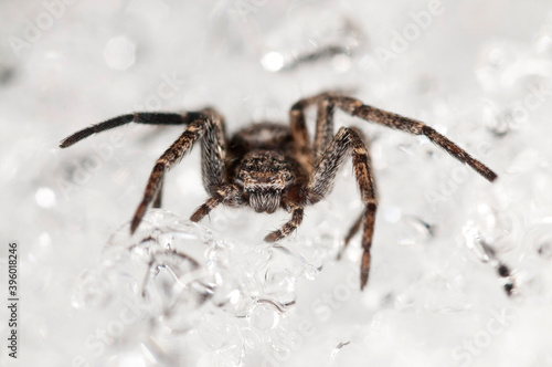 Philodromidae spider on snow