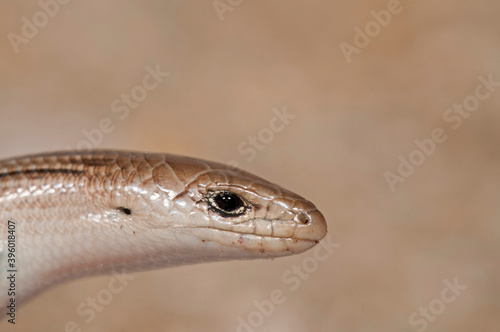 Italian three-toed skink (Chalcides chalcides), Italy.